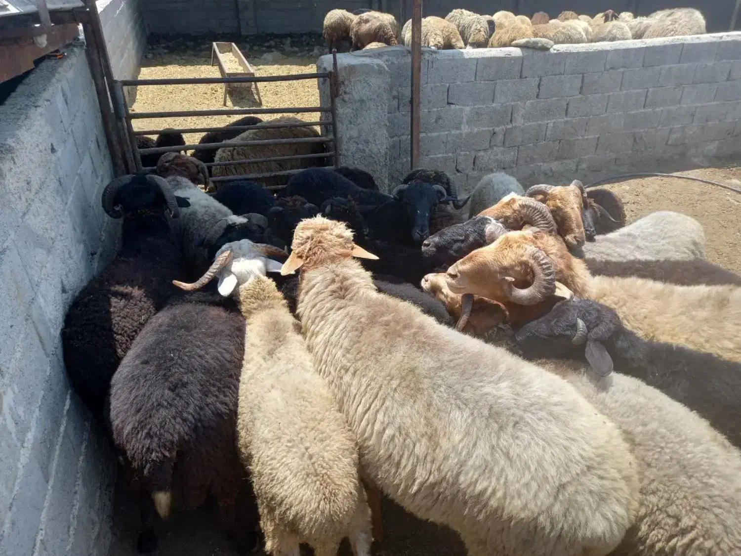 فروش مال داشتی وبره مار|حیوانات مزرعه|ساری, |دیوار