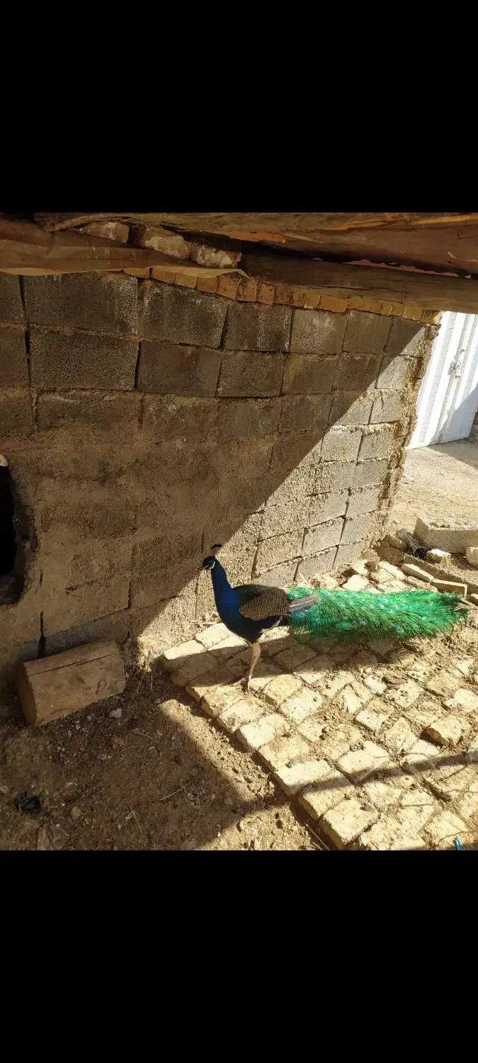 طاووس نر و ماده|پرنده|بروجرد, |دیوار