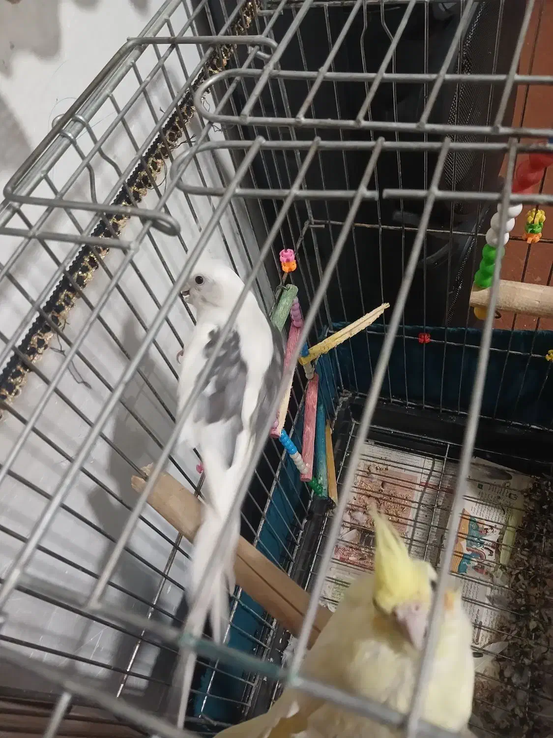 عروس هلندی آلبینو ولوتینو|پرنده|میلاجرد, |دیوار