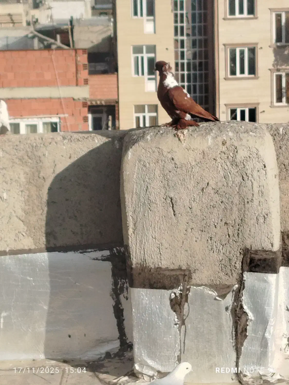 ککیلی الا بوغاز|پرنده|اردبیل, |دیوار