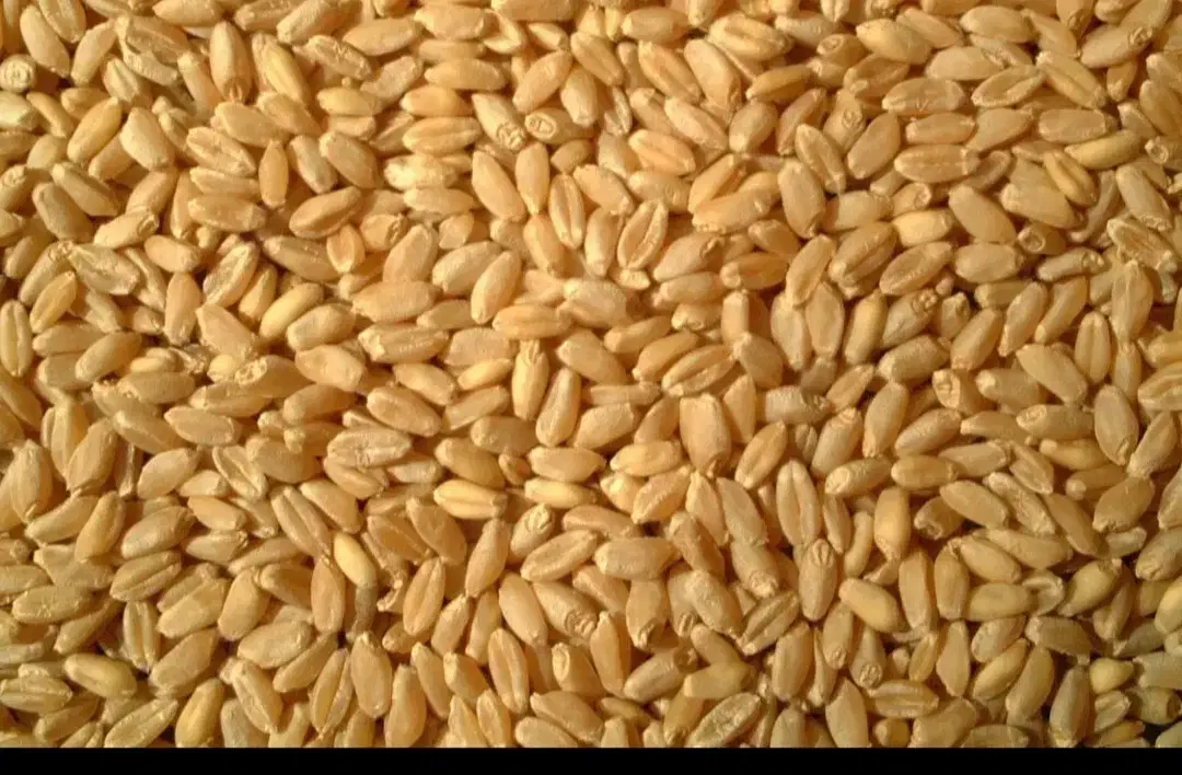 بذرگندم دیم ۲۸۰۰۰تومان|خدمات باغبانی و درختکاری|سراب, |دیوار