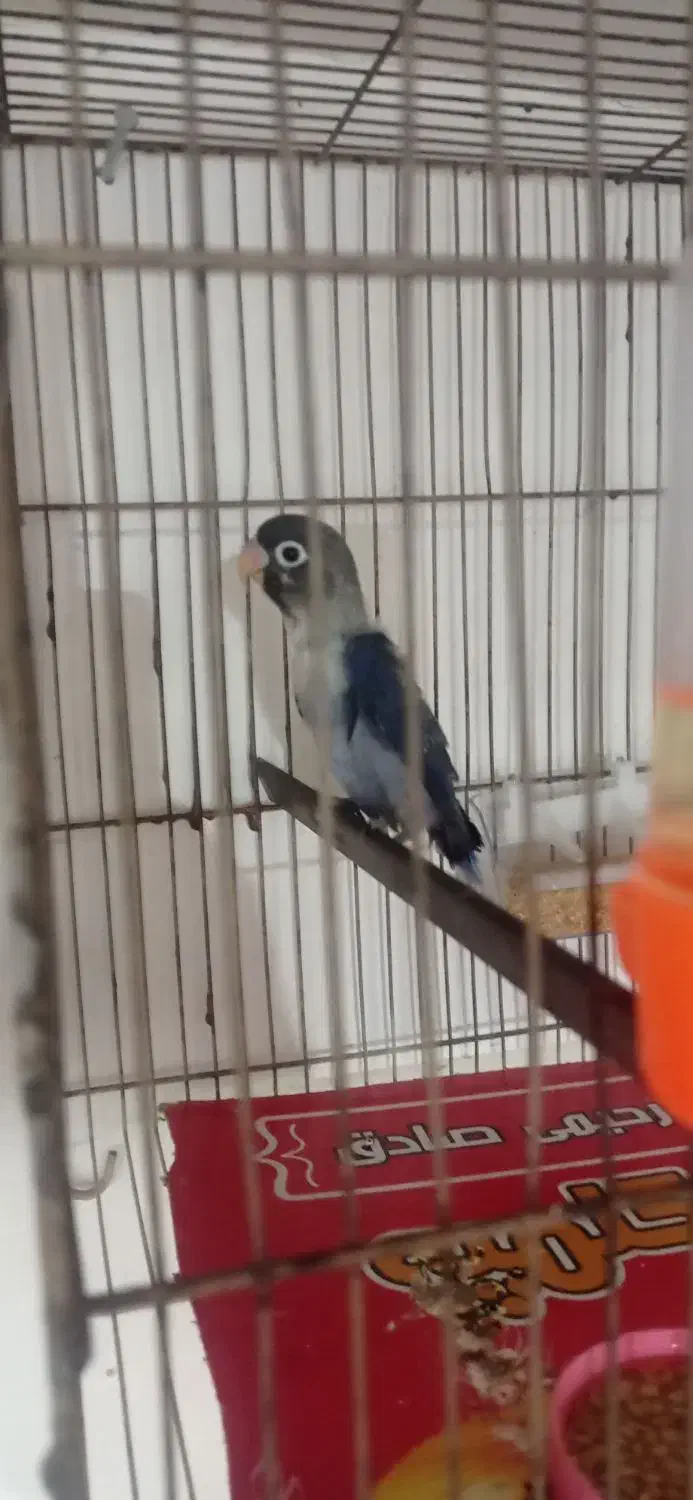 جوجه کتوله|پرنده|بردسکن, |دیوار