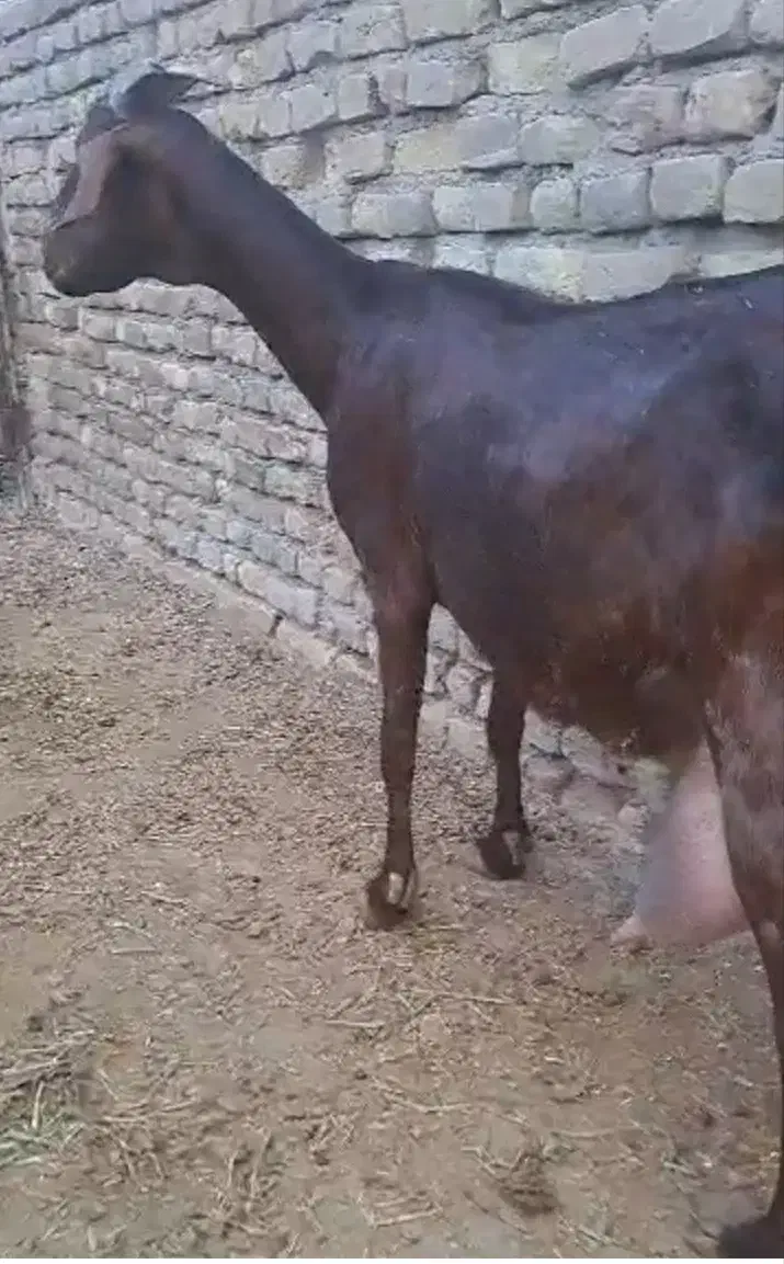 بز سانان دورگ شیرده|حیوانات مزرعه|سبزوار, قصبه غربی|دیوار