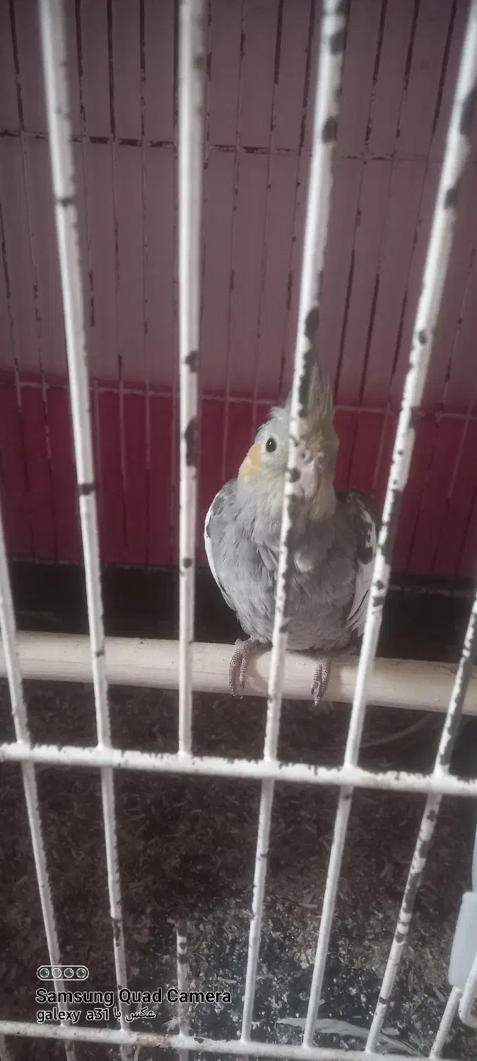 عروس هلندی|پرنده|کرج, حصارک بالا|دیوار