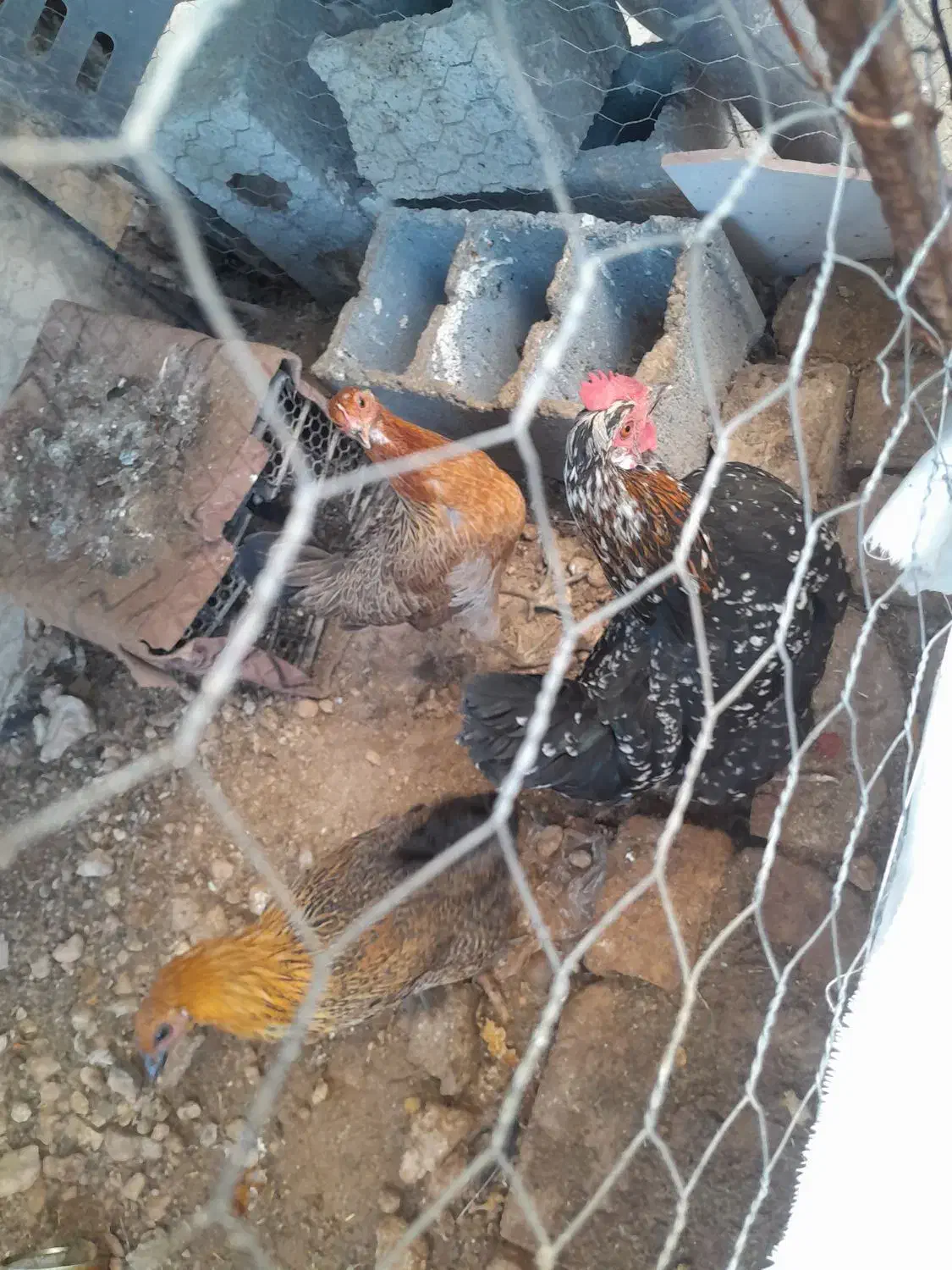 مرغ و دوتا بورنی|حیوانات مزرعه|لردگان, |دیوار