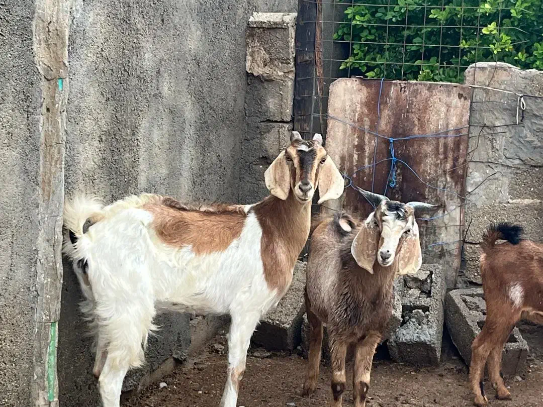 فروش ۴بز صالح و تیشتر پلنگی پاکستایل اصل|حیوانات مزرعه|بهبهان, |دیوار