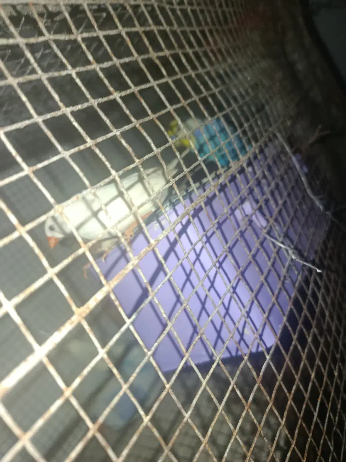 مرغ عشق|پرنده|لامرد, |دیوار