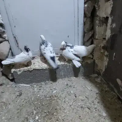 کبوتر|پرنده|بیجار, |دیوار