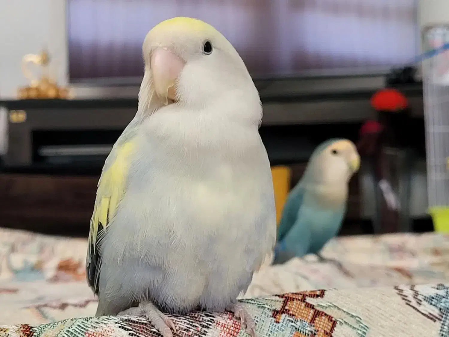 یک جفت کوتوله برزیلی با یک جوجه|پرنده|اصفهان, چرخاب|دیوار