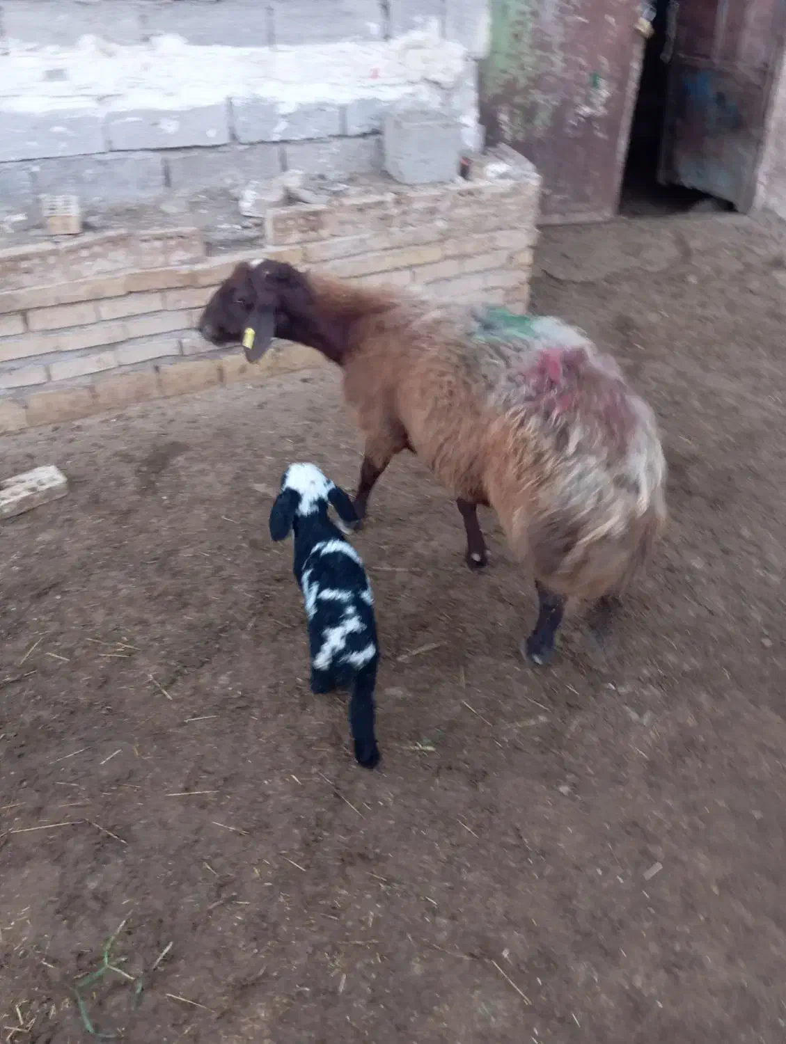 میش زاییده|حیوانات مزرعه|تربت جام, جامرود|دیوار