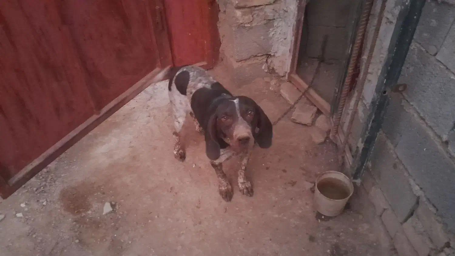 سگ دنبلانی فروشی|سگ|کلاله, |دیوار