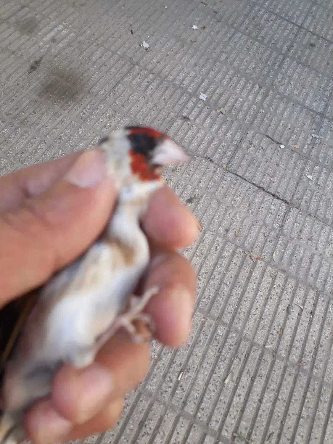 سره قناری .قفس پرون|پرنده|ری, ولی آباد|دیوار