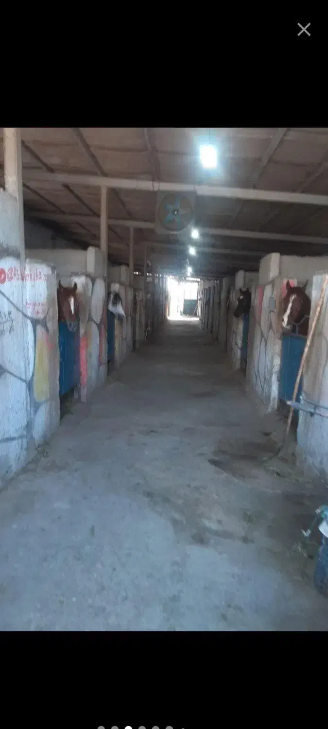 پانسیون باشگاه سوارکاری دهقان خرید فروش انواع اسب|اسب و تجهیزات اسب‌سواری|شهریار, اسکمان|دیوار