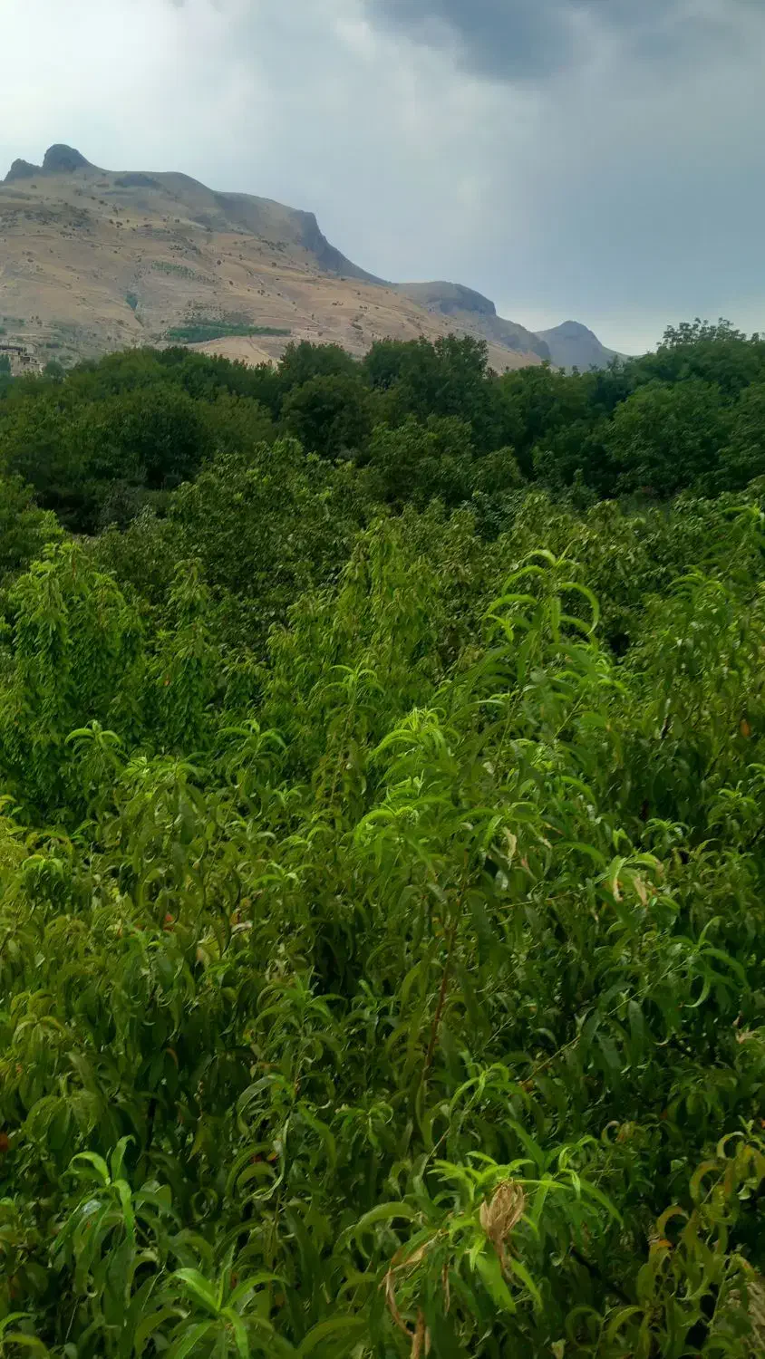 گم شده|کیف، کفش، کمربند|سنندج, |دیوار