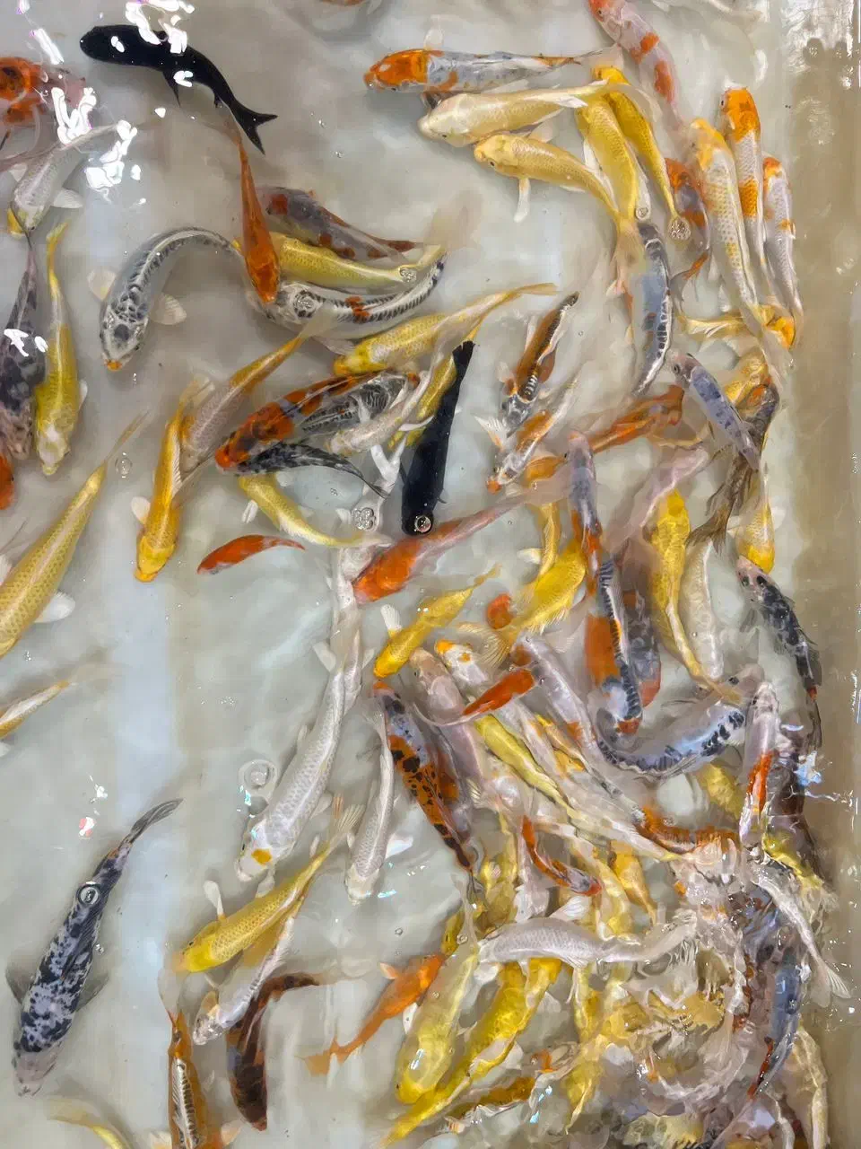 ماهی ژاپنی باکیفیت کوی|ماهی|تهران, اسکندری|دیوار