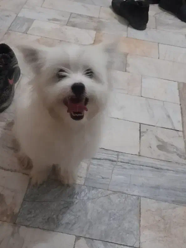 سگ پاپی|سگ|تربتحیدریه, شهرک ولیعصر|دیوار