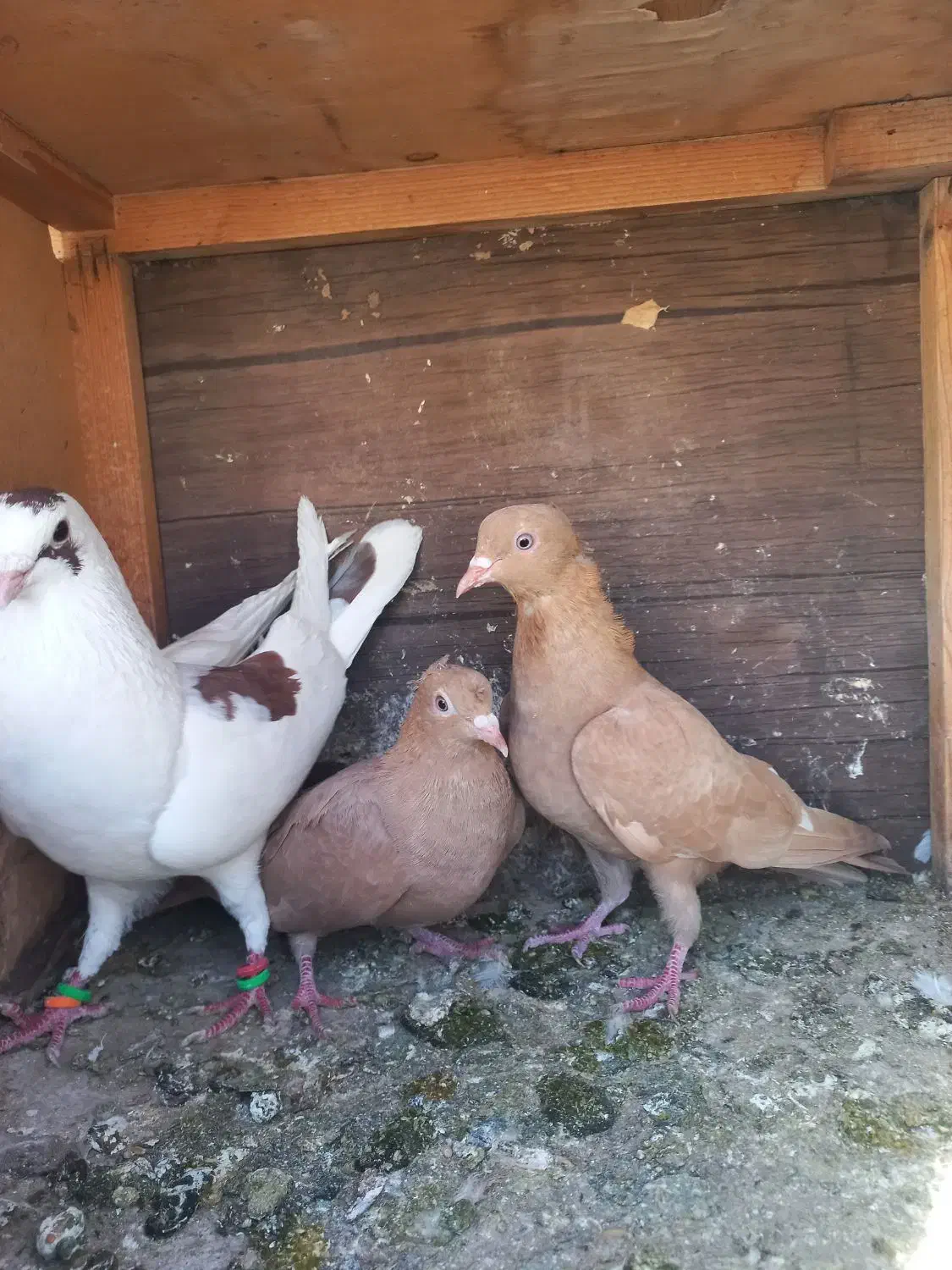 ۳عدد گرفتن|پرنده|شیراز, کوشک میدان|دیوار