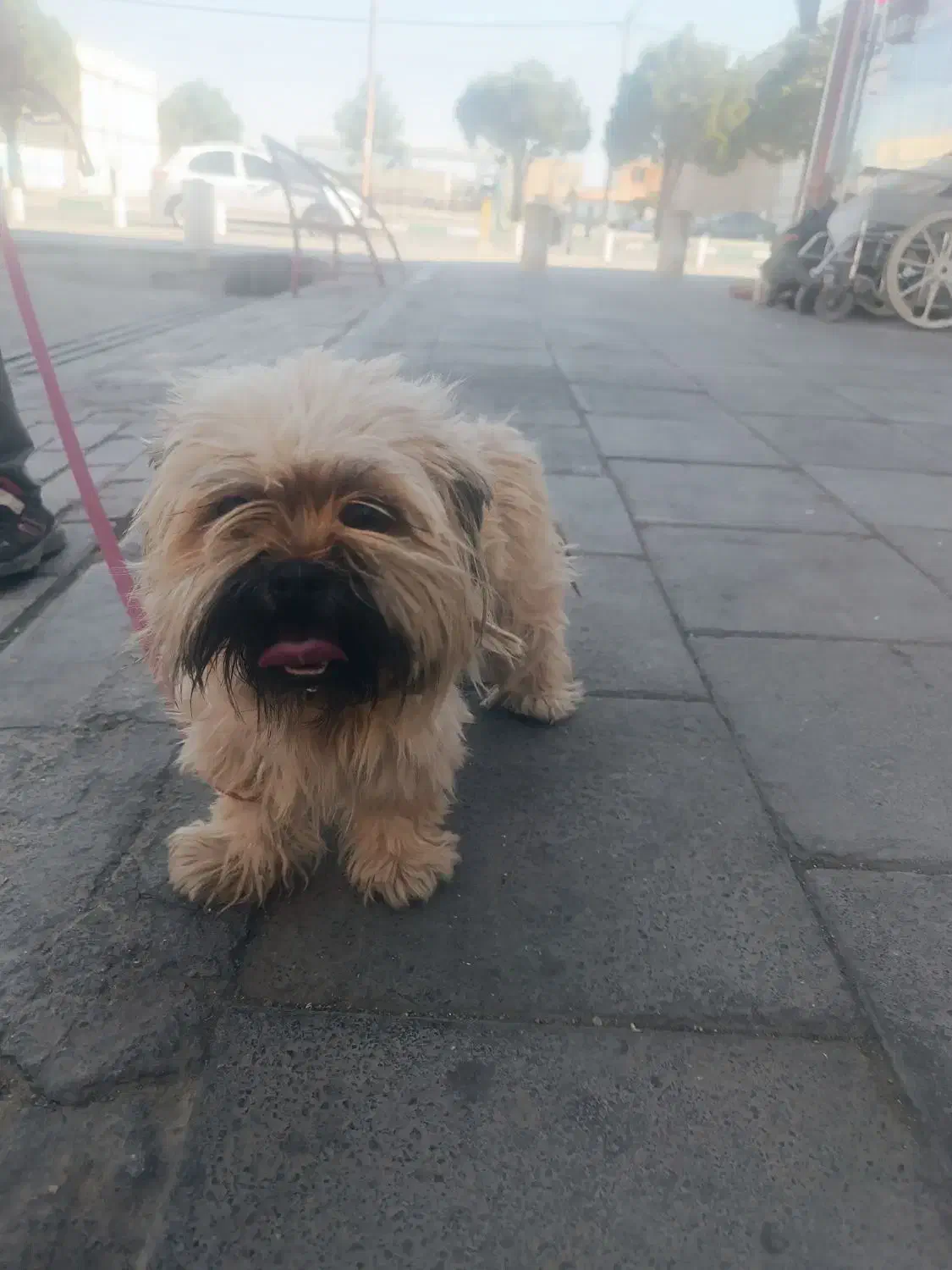 سگ شیتزو ماده|سگ|گلبهار, شهر جدید گلبهار|دیوار