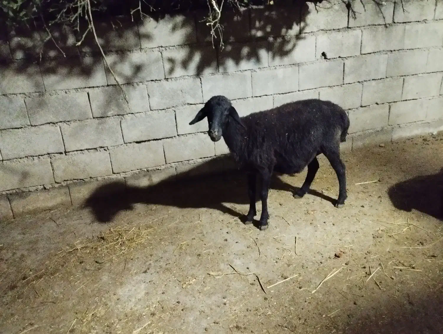 دو عدد گوسفند|حیوانات مزرعه|گنبد کاووس, |دیوار