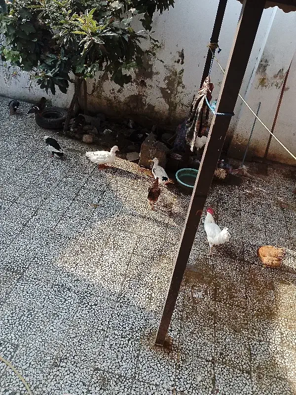 فروش مرغ اردک|حیوانات مزرعه|فومن, |دیوار