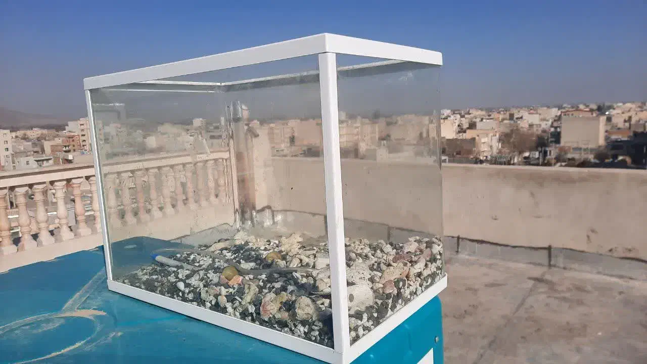 آکواریوم شیشه خم|ماهی|گلپایگان, |دیوار