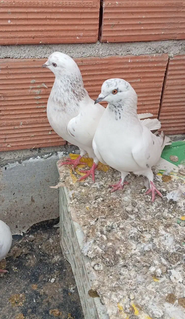 کفتر|پرنده|تاتار علیا, |دیوار