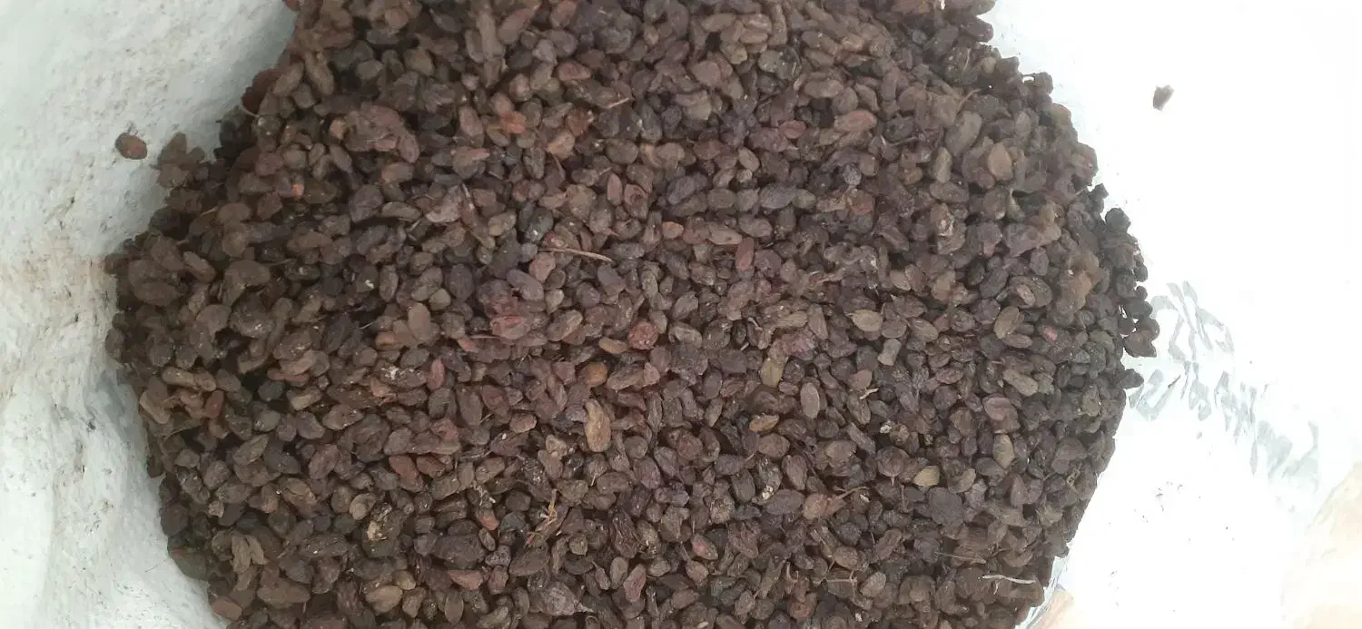 کشمش اورگانیک ملکان مخصوص|خوردنی و آشامیدنی|تبریز, |دیوار