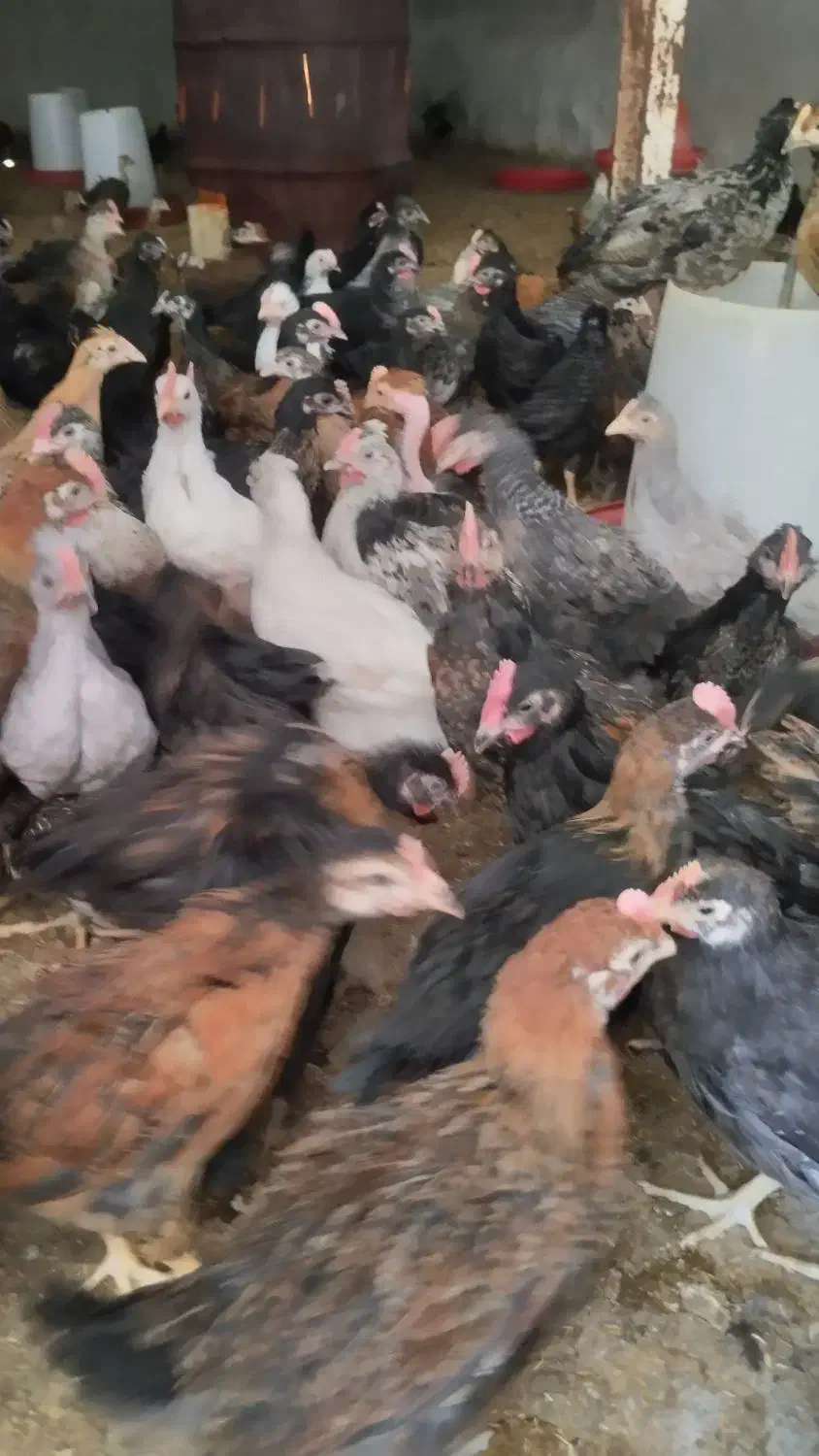 جوجه محلی|حیوانات مزرعه|مرودشت, محمد آباد|دیوار