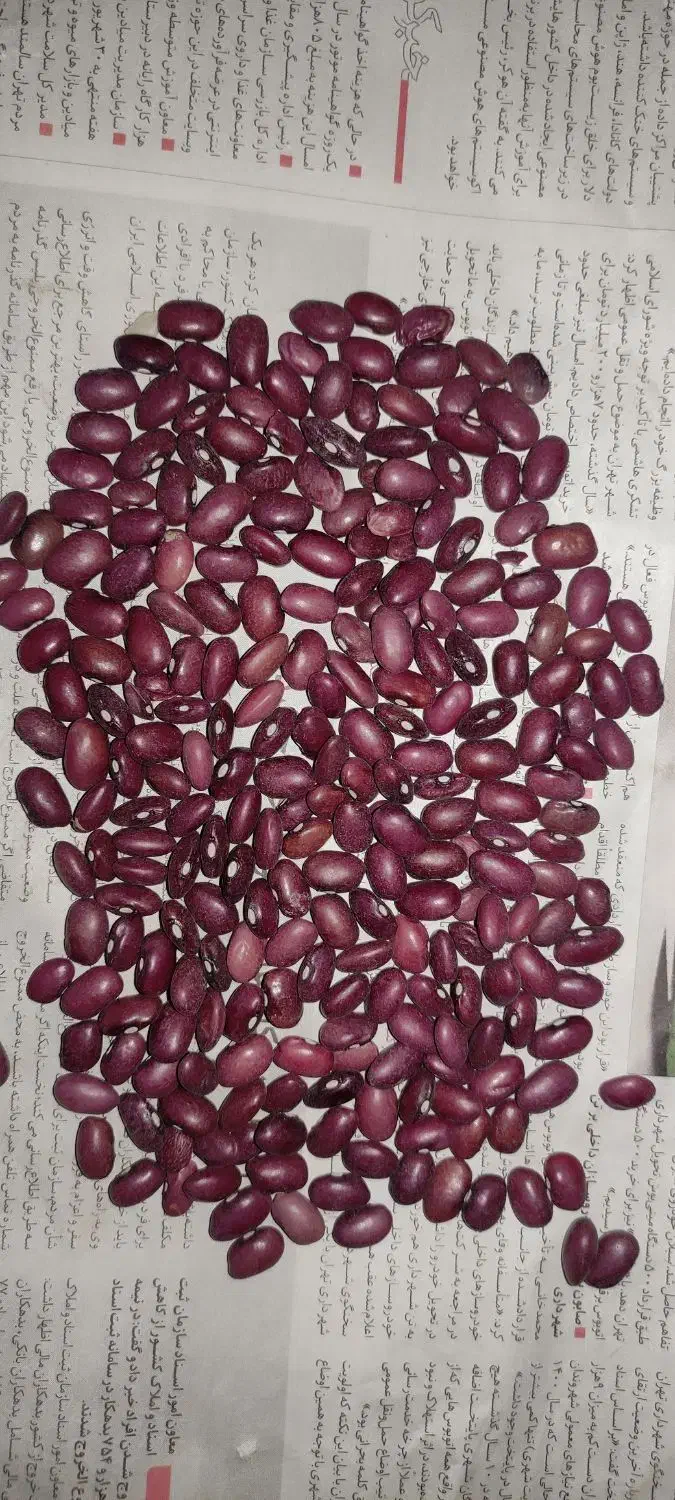 لوبیا قرمز|خوردنی و آشامیدنی|بیرانوند, |دیوار