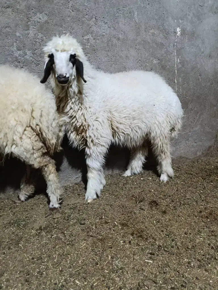 بره|حیوانات مزرعه|شوش, |دیوار