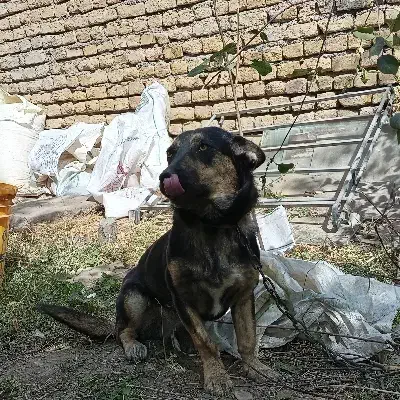 سگ ژرمن|سگ|گلمکان, |دیوار