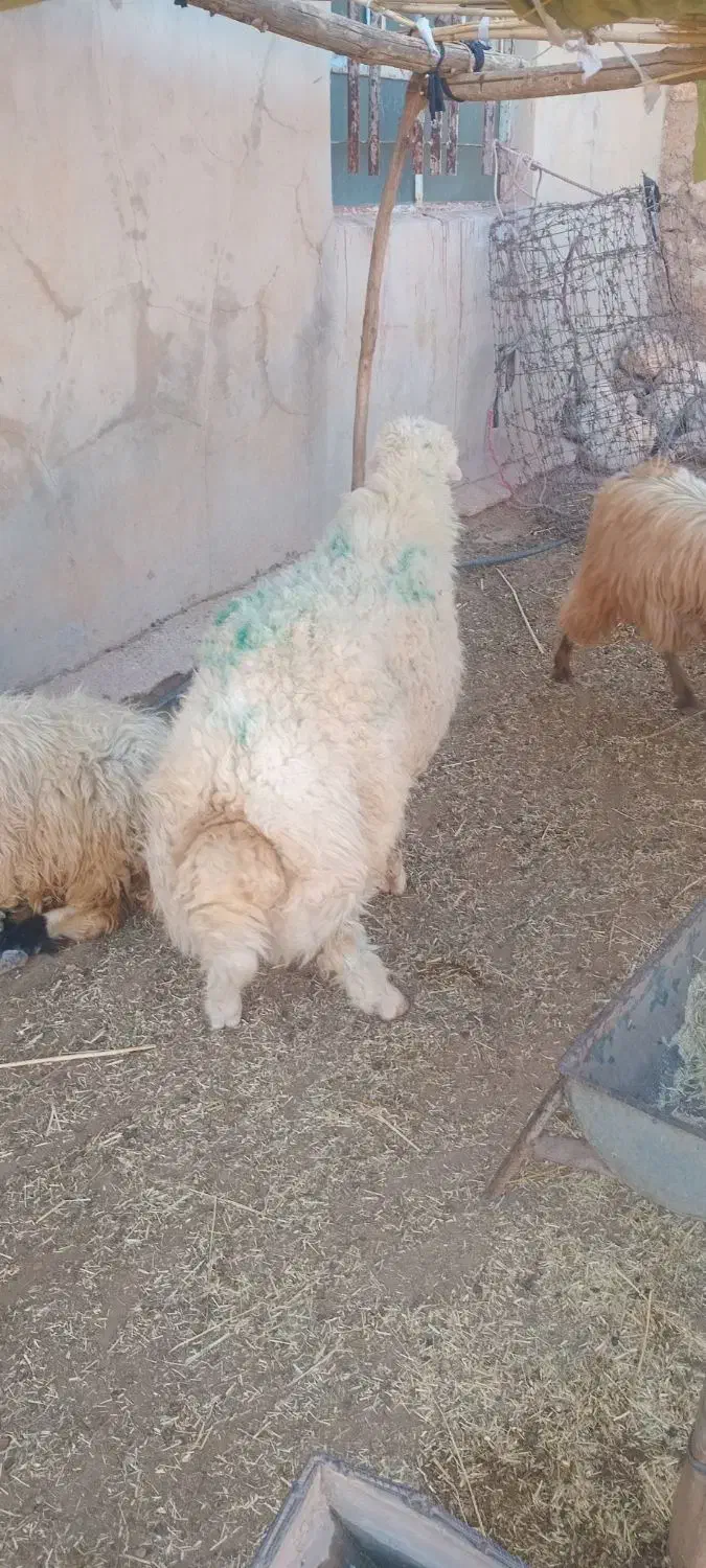 بره قوچ|حیوانات مزرعه|هندمینی, |دیوار