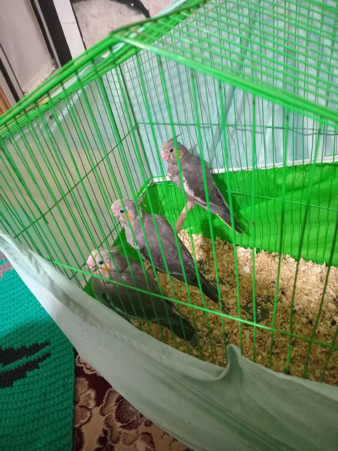 جوجه عروس  سرلاکی نرم خور طوطی برزیلی|پرنده|پاکدشت, حصار امیر|دیوار