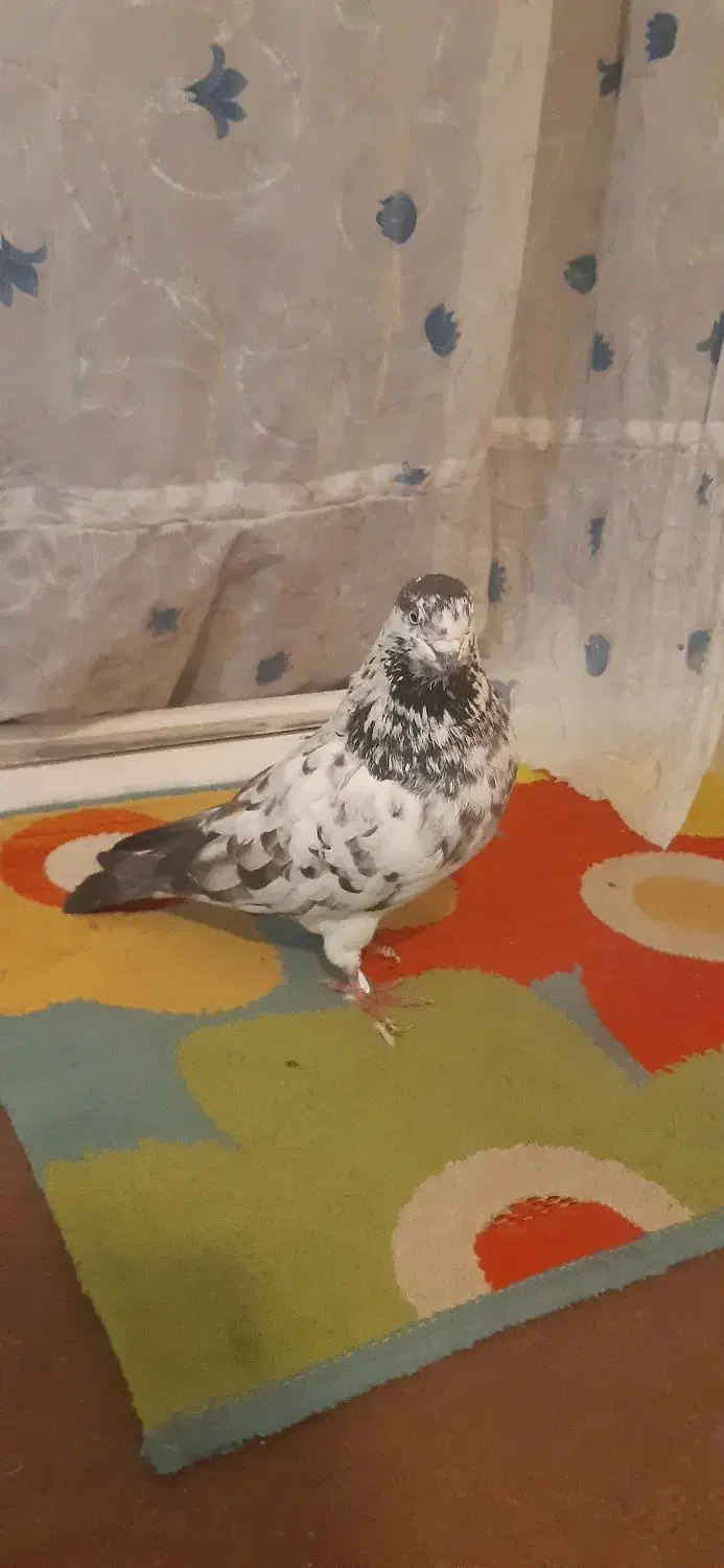 دوتا کفتر نر قوی پرش سنگین|پرنده|مشگین شهر, |دیوار