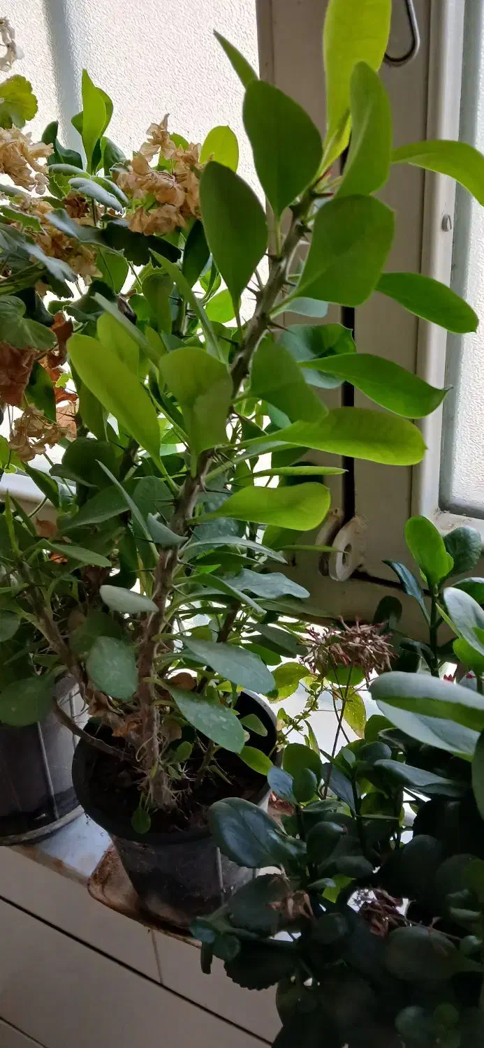 فروش گل و گلدان|گل و گیاه طبیعی|شاهرود, |دیوار