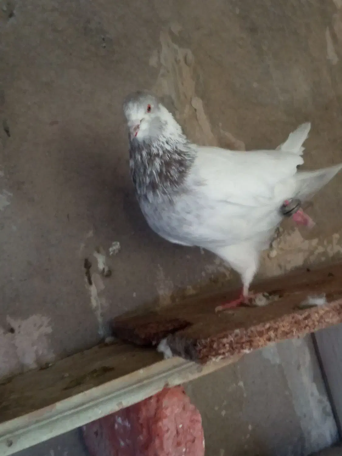 کبوتر|پرنده|ایلخچی, |دیوار