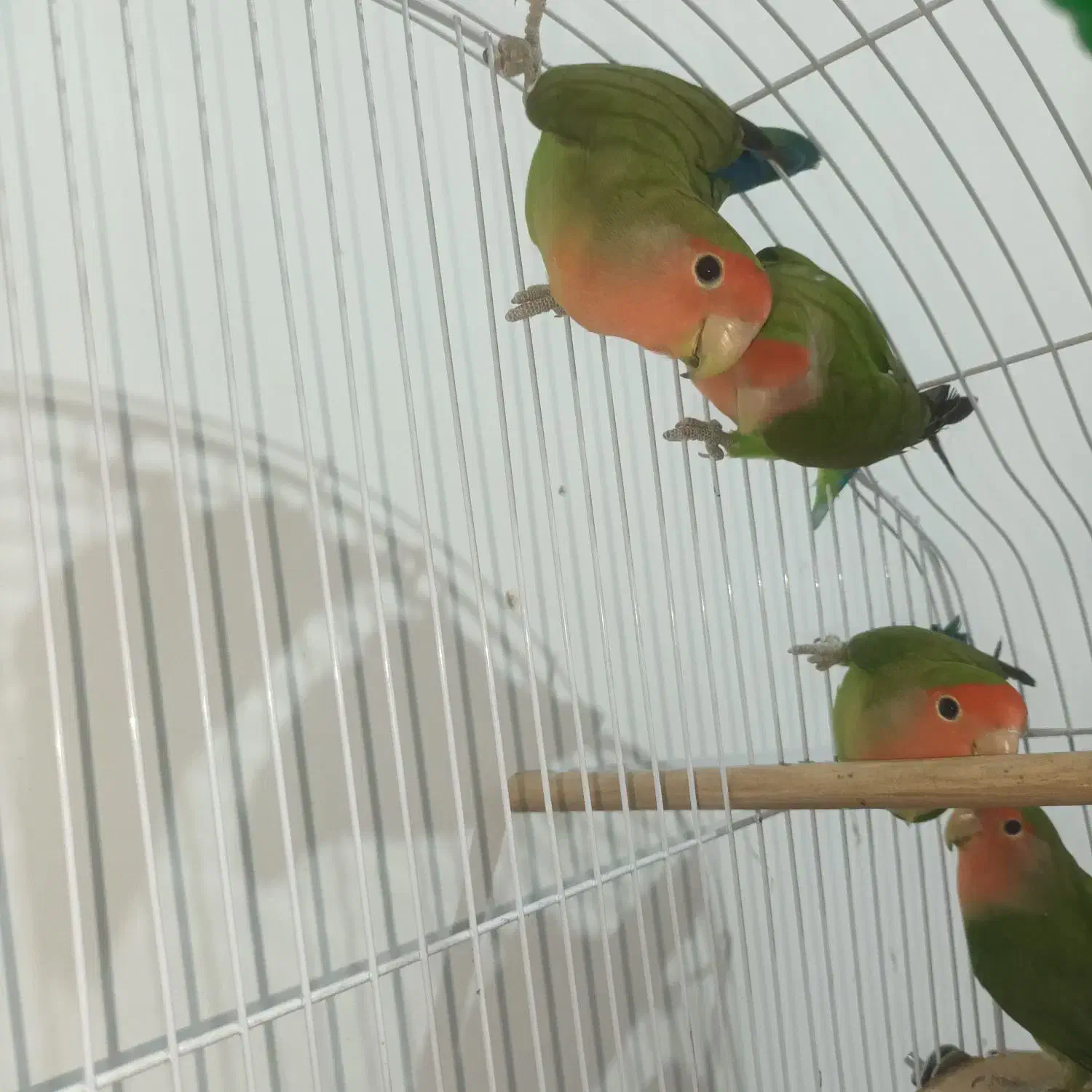 طوطی برزیلی سبز|پرنده|قروه, |دیوار