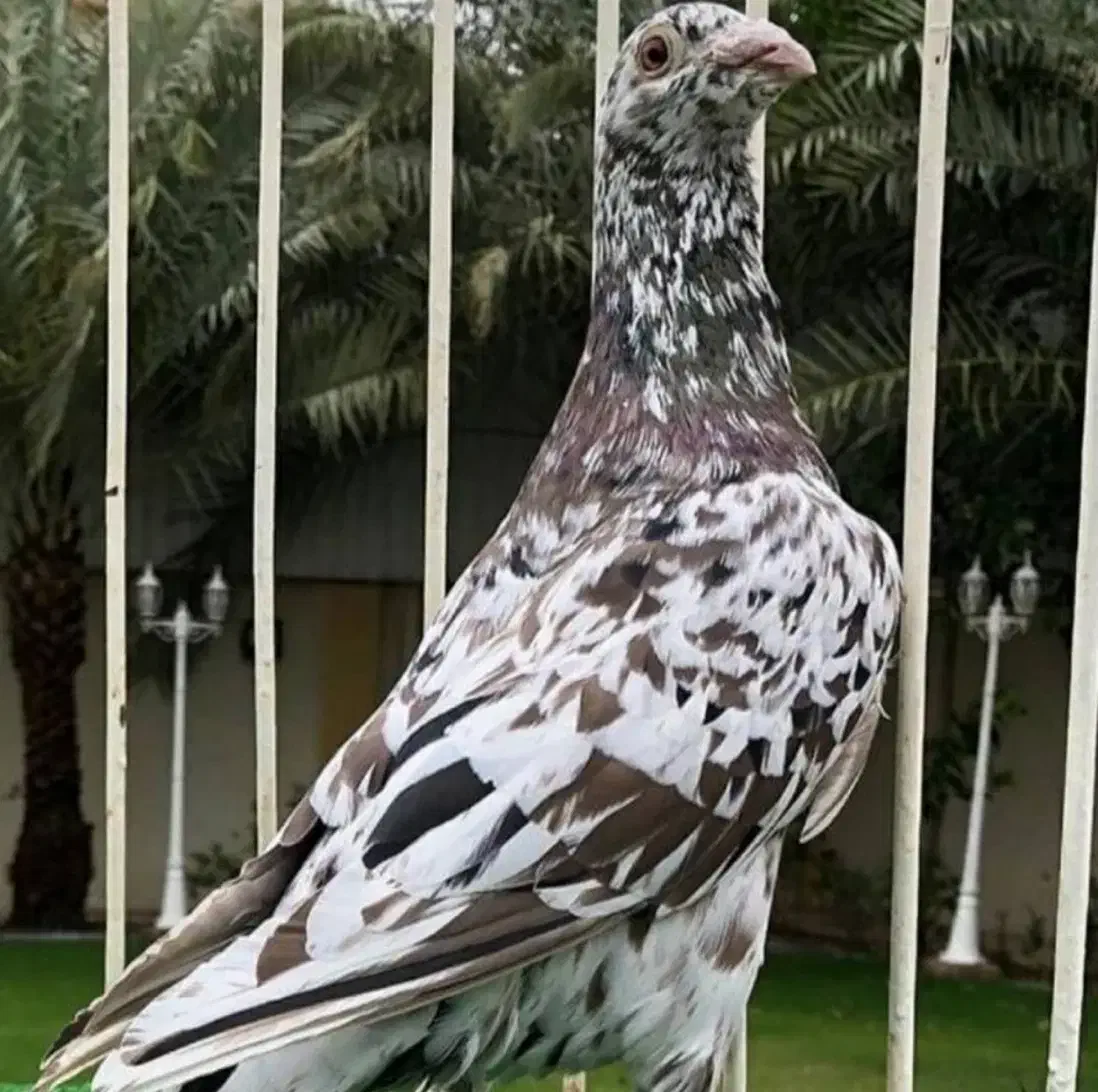 کبوتر دورگ|پرنده|اهواز, سپیدار|دیوار