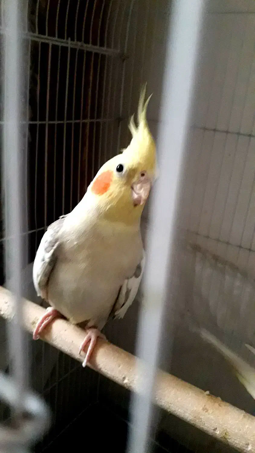 جفت عروس هلندی|پرنده|الوند, |دیوار