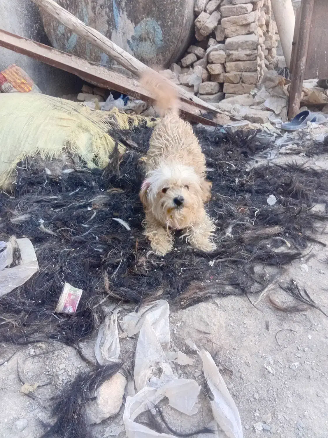 ۲ عدد سگ پاکوتاه 1500000تومن|سگ|مشهد, همت آباد|دیوار