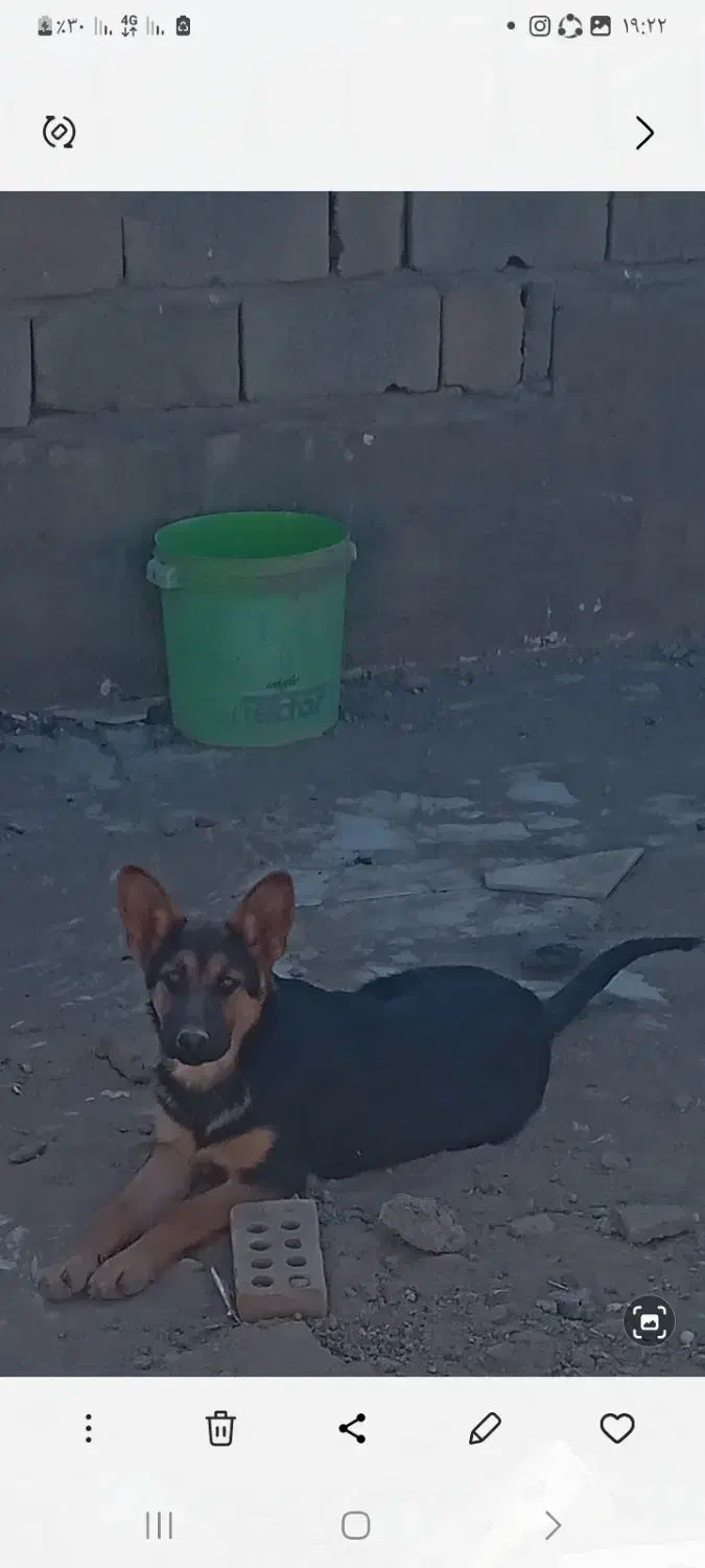 ورکلاین ماده شا توله ۵ ماه زرنگ و حرف گوشکن|سگ|نیشابور, هفده شهریور|دیوار