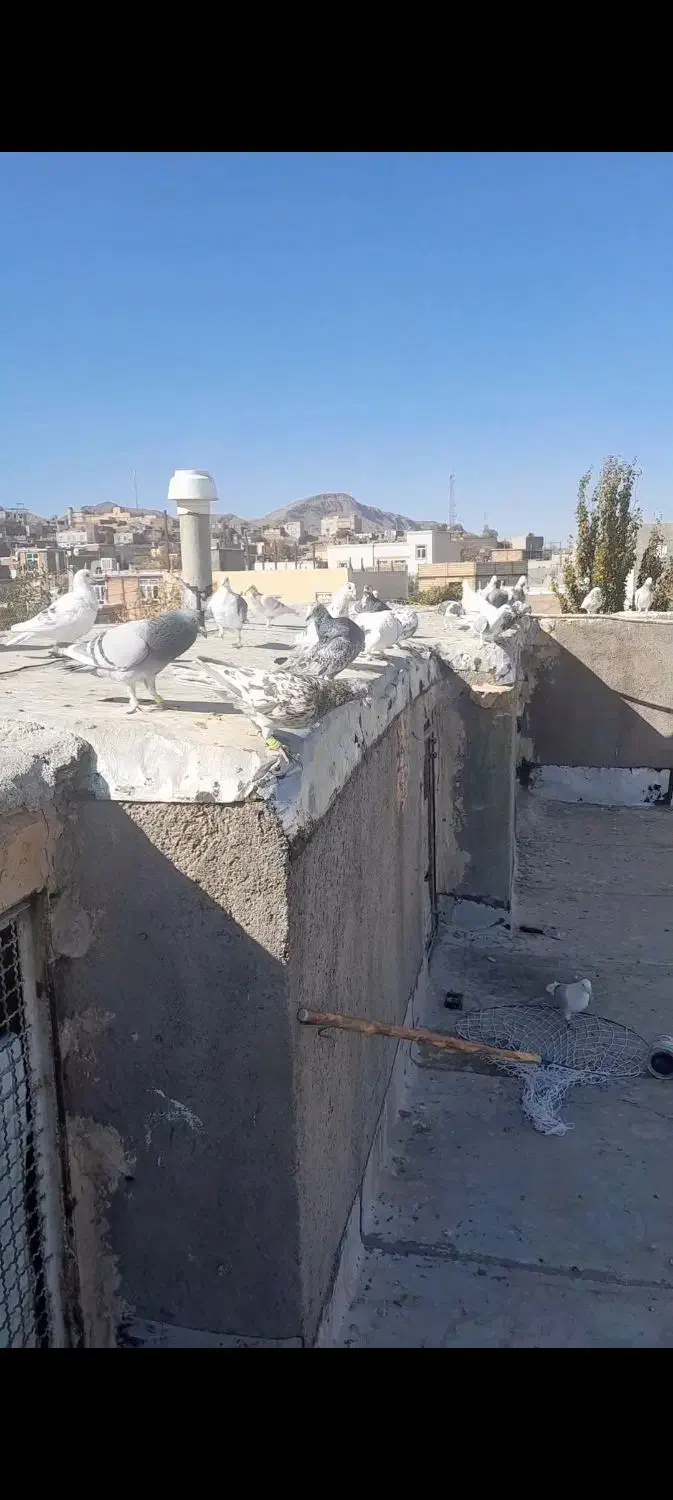 ۳۰ عدد سار و سور|پرنده|تربت جام, فاز ۲ فرهنگیان|دیوار