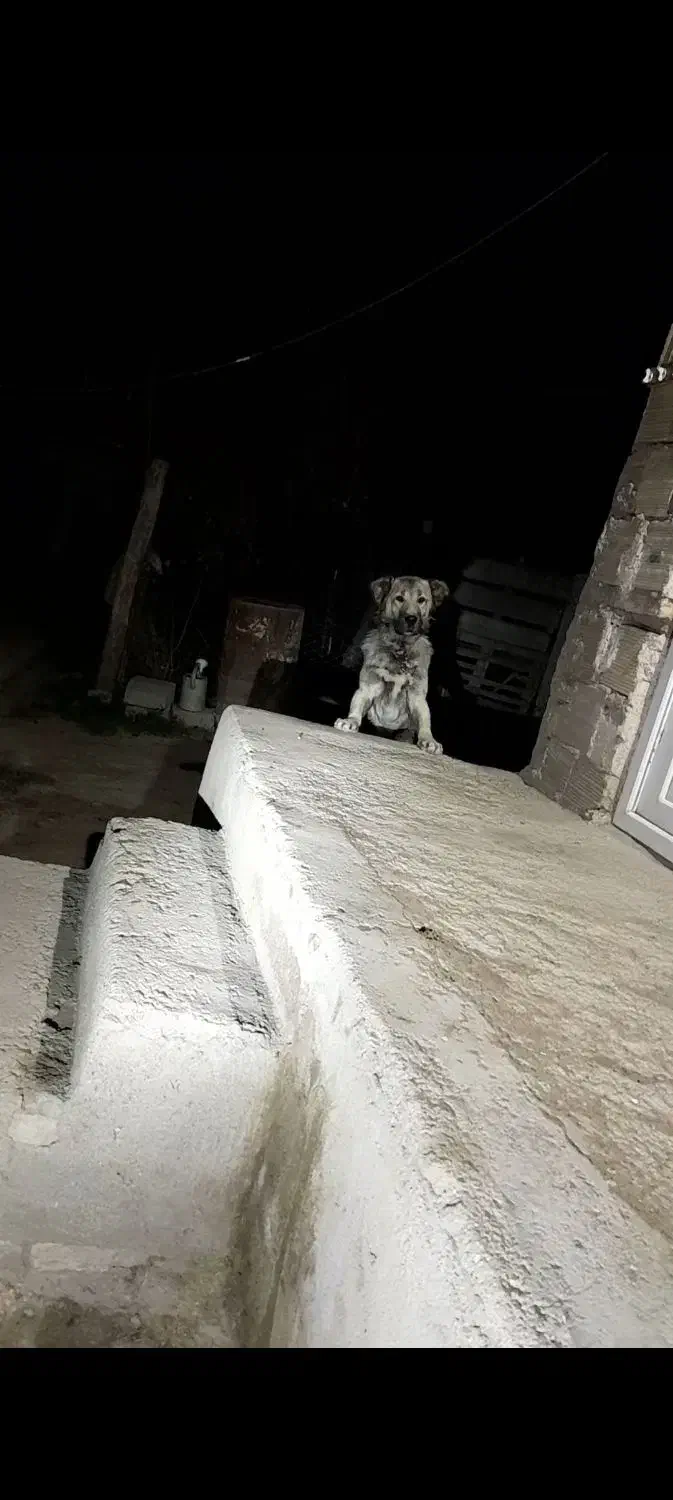 سگ سرابی یک ساله|سگ|اهر, |دیوار