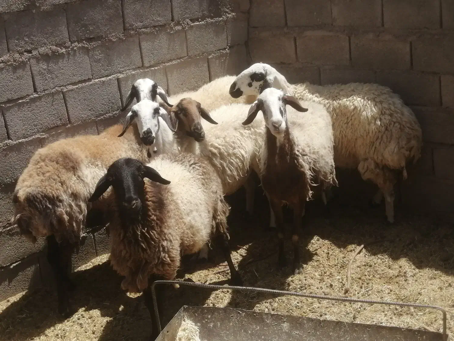 شش عدد میش چاق برای کش|حیوانات مزرعه|طبس, |دیوار