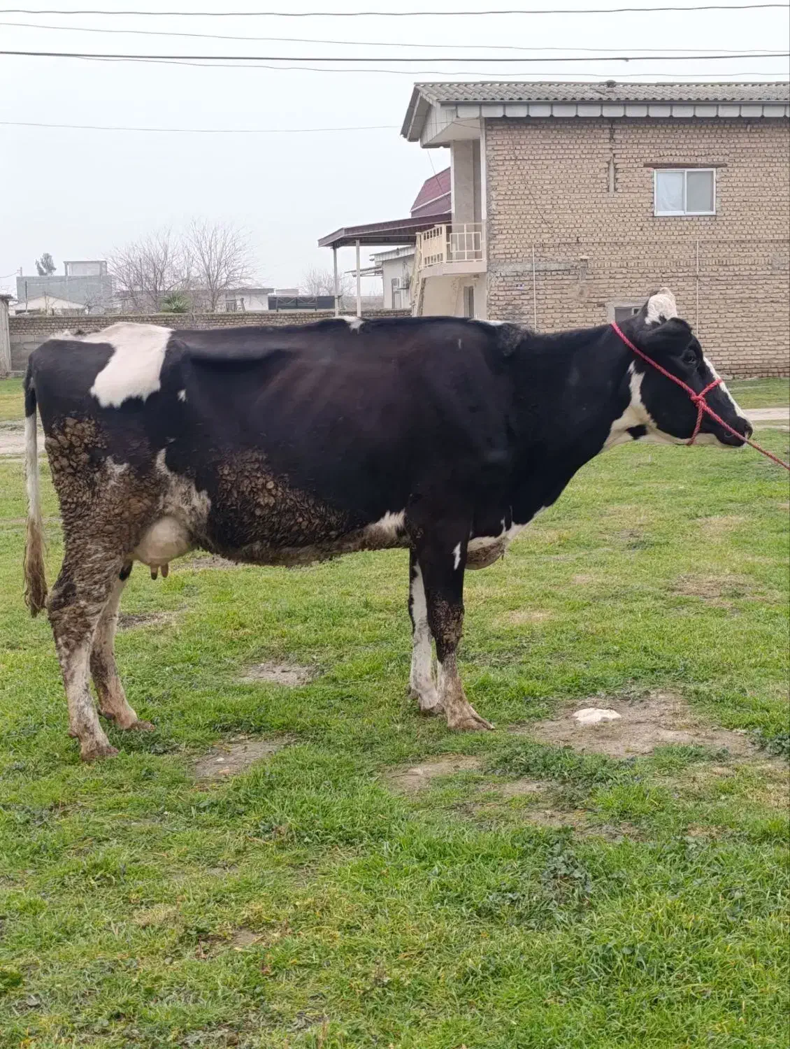 گاو شیری صنعتی|حیوانات مزرعه|آق قلا, |دیوار