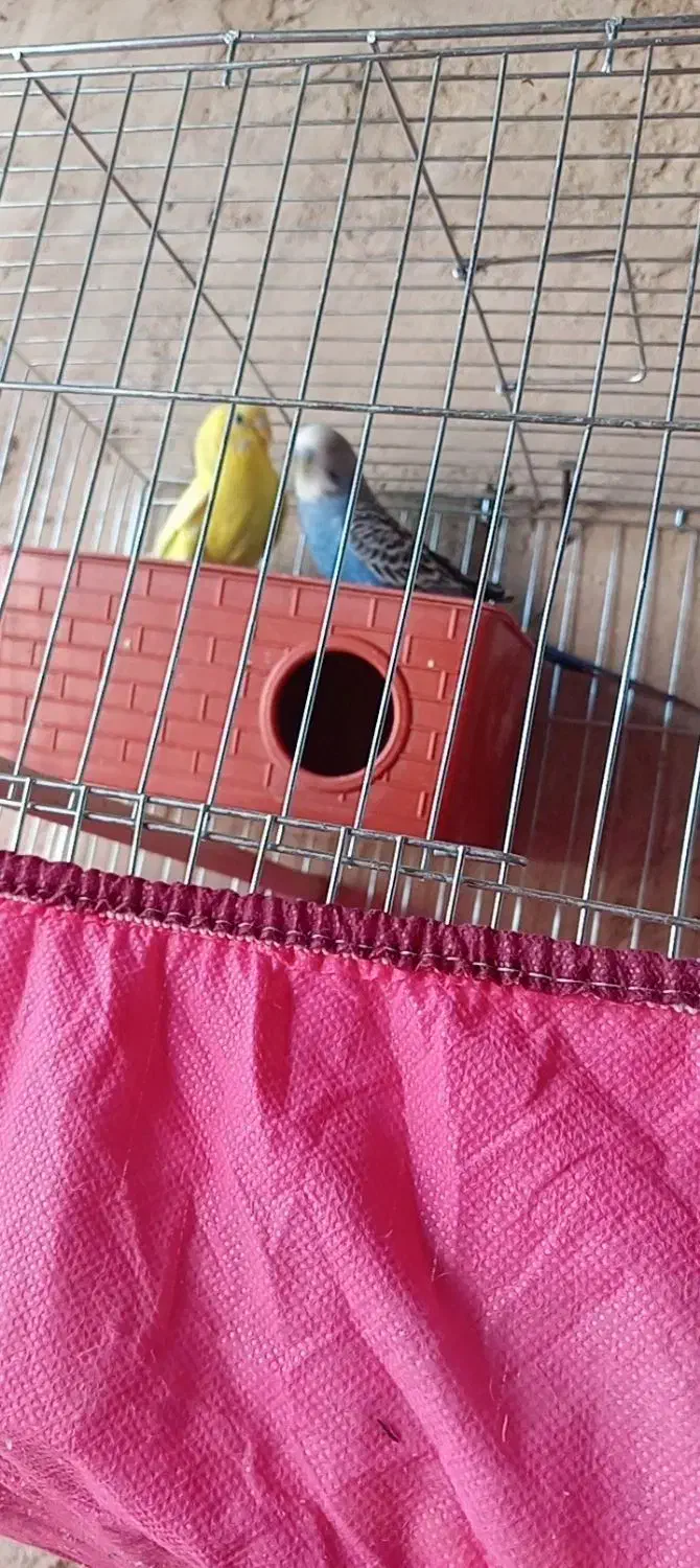 یه جفت مرغ عشق خوش رنگ|پرنده|شهرضا, |دیوار