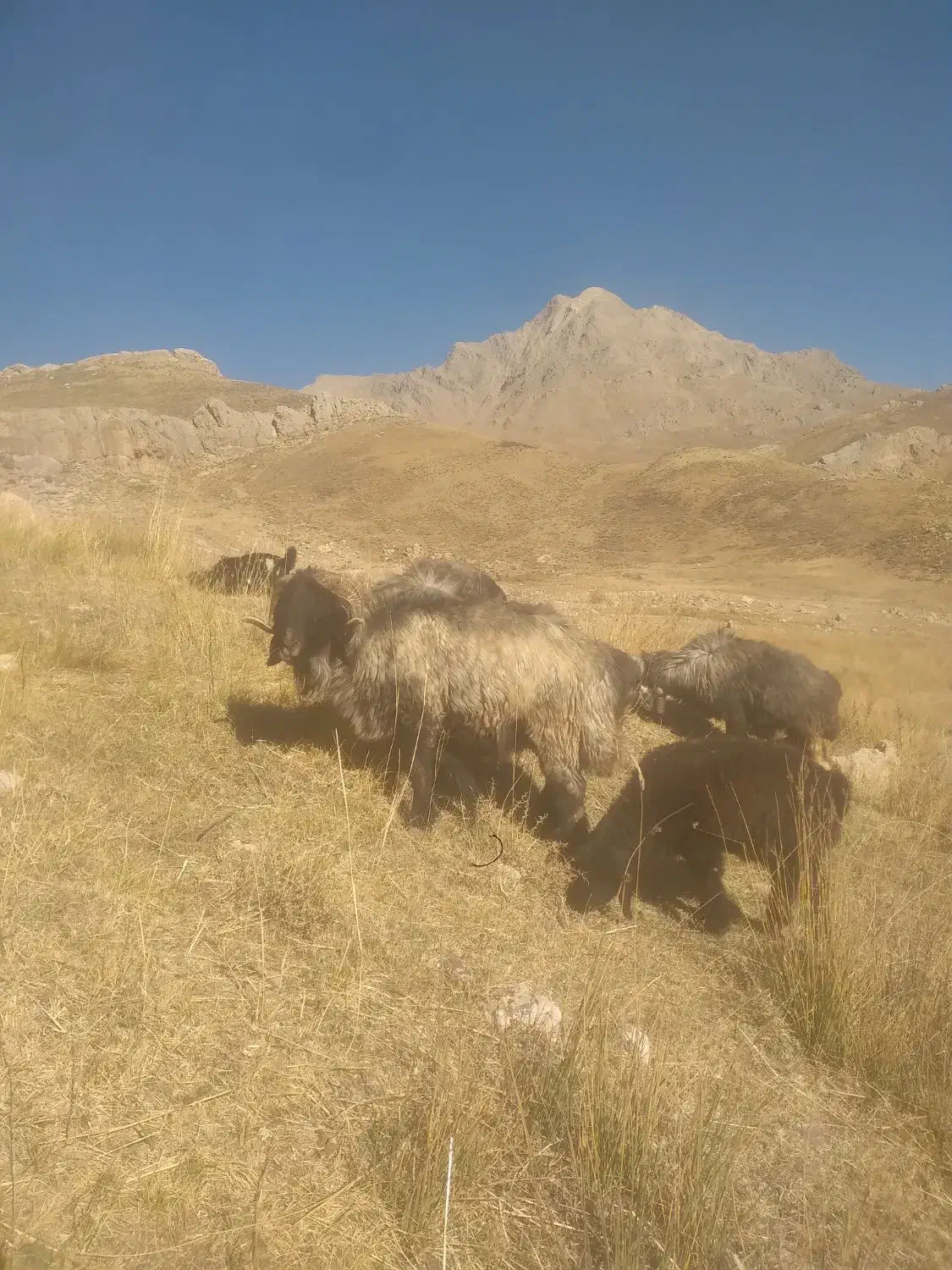 قوچ اصل ترکی روزگاری|حیوانات مزرعه|فریدونشهر, |دیوار