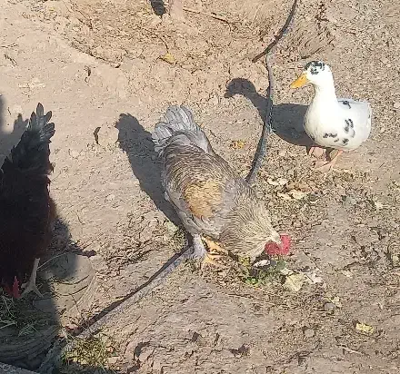 خروس|حیوانات مزرعه|مشهد, انصار|دیوار