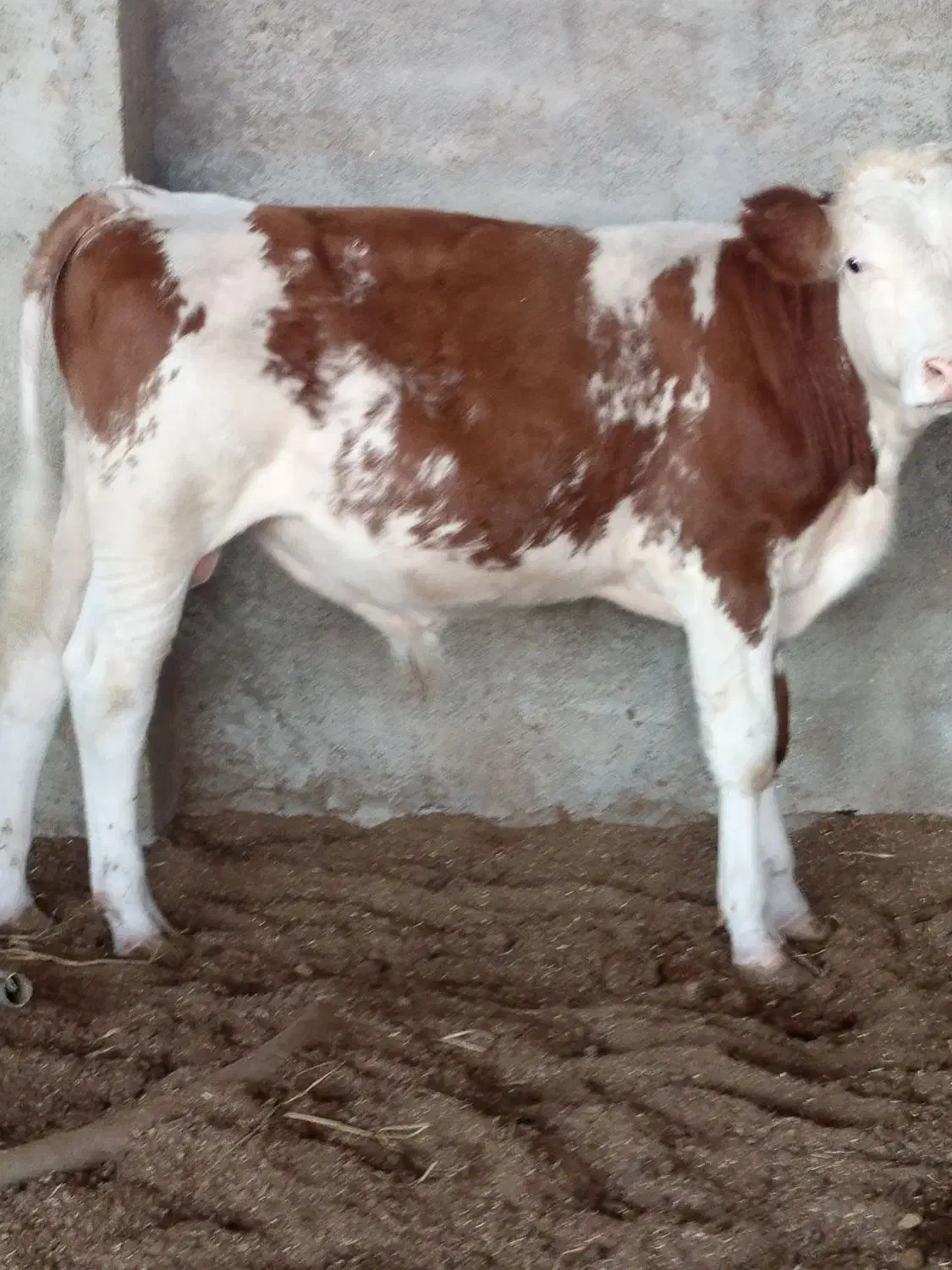 گوساله اصل سیمنتلل نرقرمز|حیوانات مزرعه|سنگدوین, |دیوار