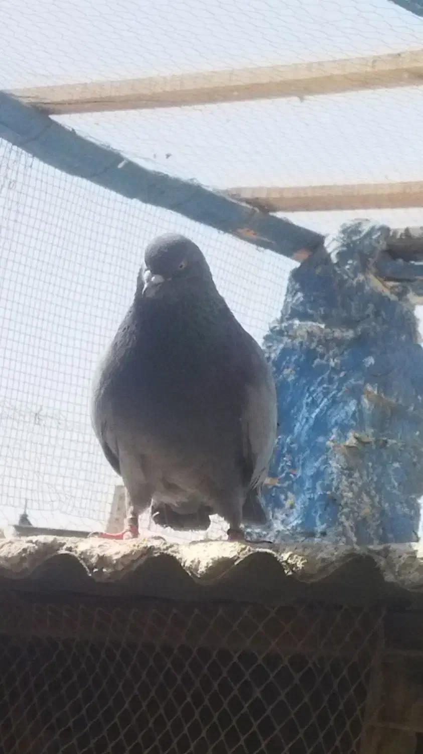 کبوتر پلاکی و پرشی|پرنده|هشتگرد, گلسار|دیوار